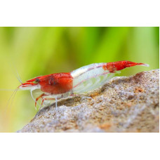 Neocaridina davidi Beginner Shrimp Live Dwarf Shrimp for Aquarium Pack of 5