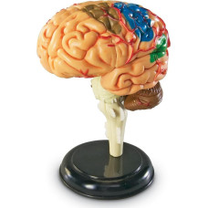 Learning Resources Human Anatomy Brain Model