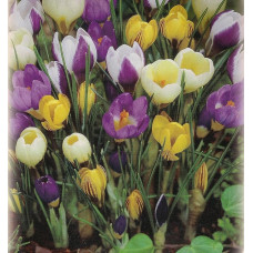 100 Botanical Mixed Crocus Flower Bulbs Crocus