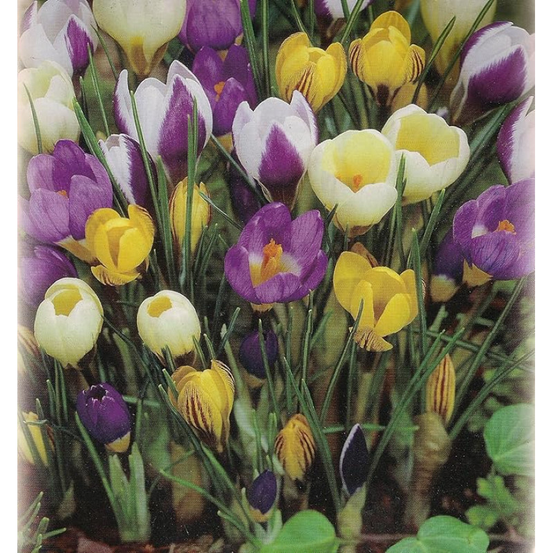 100 botaninių mišrių Crocus gėlių svogūnėlių Crocus