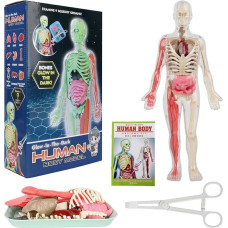 Žmogaus kūno modelių rinkiniai