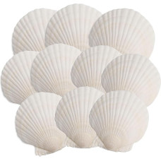 10 x große, natürliche Muschelschalen, 10,2 - 12,7 cm, weiße Muscheln, für Bastelarbeiten, Malerei, Ozean-Themenpartys und Heimdekorationen.