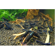 Juodosios tigrinės krevetės OE / Juodosios tigrinės krevetės OE, 10 vnt.