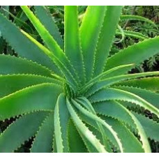 50 Wasabi Gemüsesamen Grün: Paket enthält Samen