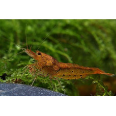 Auksinis tigras - Mandarino tigras (DNZ), 10 vnt.