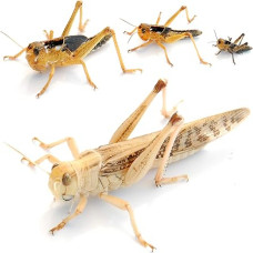 proinsects Subadult Hiking Locusts Pack of 100 Pašariniai vabzdžiai ropliams