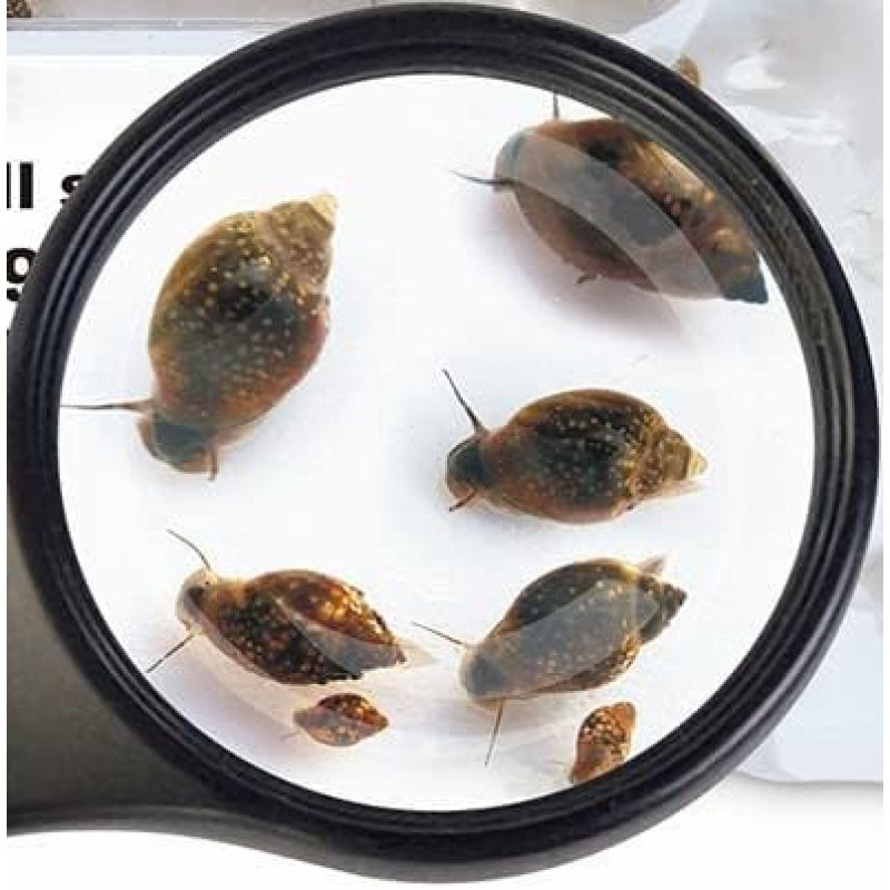 Burbulinių sraigių gyvas maistas - 90 ml maišelis | Aukštos kokybės žuvų maistas gėlavandeniams akvariumams