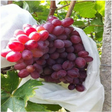 100 Stück Gartenpflanzen-Barrierebeutel, Vliesstoff, Obstschutzbeutel, Insektennetz, for Trauben, Pitayas, Pfirsiche,Schaumstoff-Netzhüllen(100pcs 30x40cm)